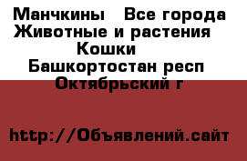 Манчкины - Все города Животные и растения » Кошки   . Башкортостан респ.,Октябрьский г.